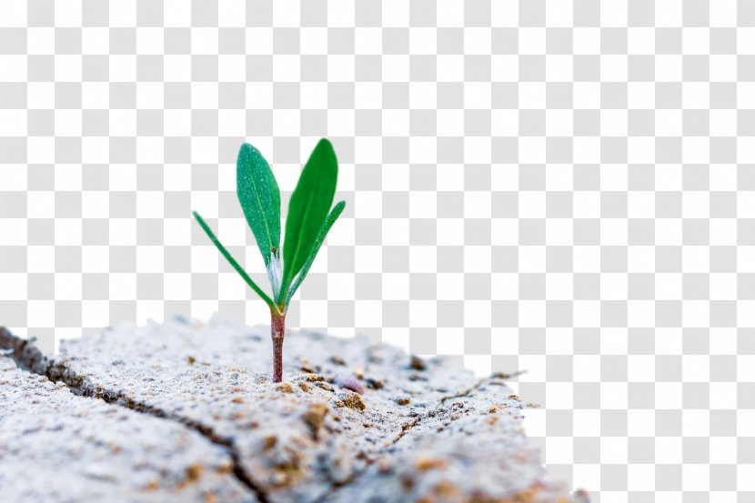 Plants Business Image Marketing Management - Plant Stem Transparent PNG