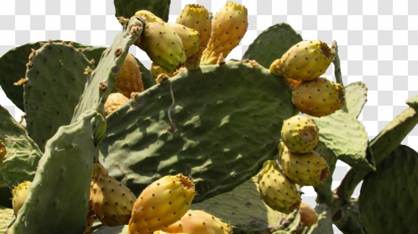 Barbary Fig Eastern Prickly Pear Cactaceae Thorns, Spines, And Prickles Plant - Pixabay - Cactus Transparent PNG
