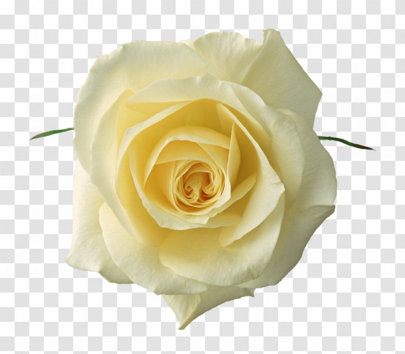 Rose Flower White Clip Art Transparent PNG