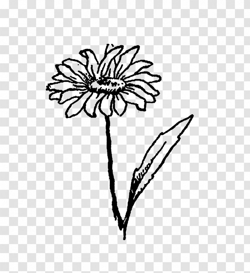Drawing Visual Arts - Plant Stem - Flower Illustration Transparent PNG