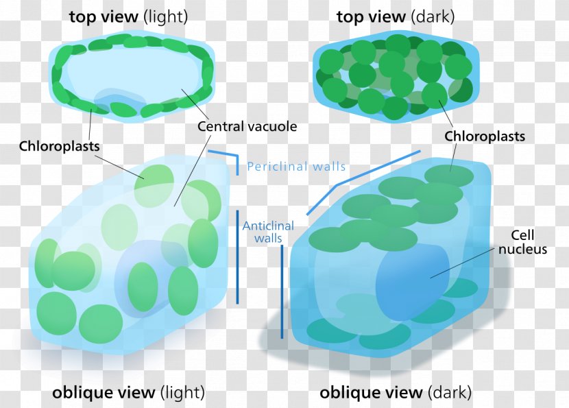 Chloroplast Plant Cell Organelle - Cytoplasm Transparent PNG