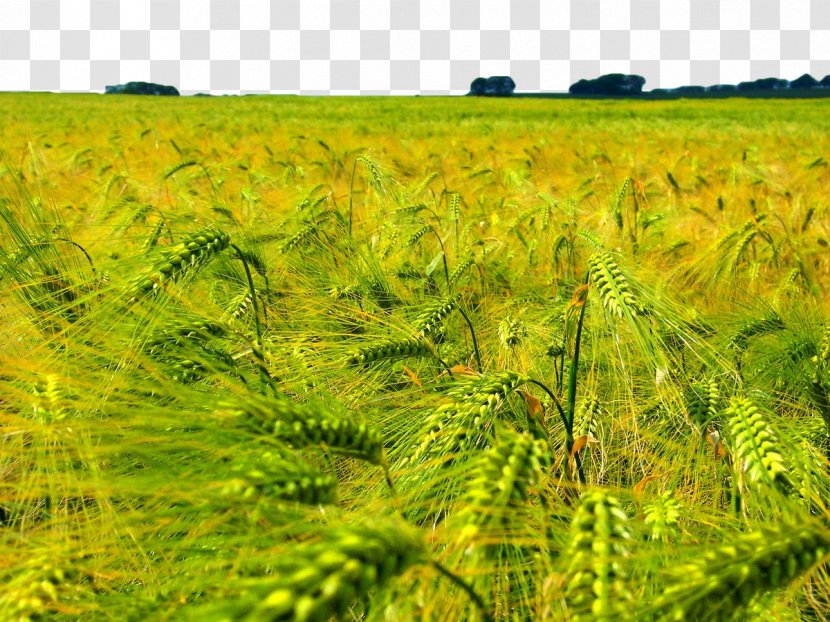 Field Agriculture Grasses Wheat Shandong Sino-Agri United Biotechnology Co.,Ltd. - Photography - Yellow Transparent PNG