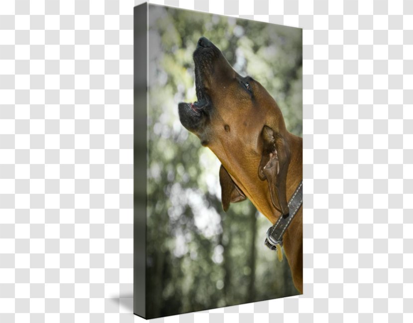 Great Dane Redbone Coonhound Plott Hound Bloodhound Black And Tan - Dog Transparent PNG