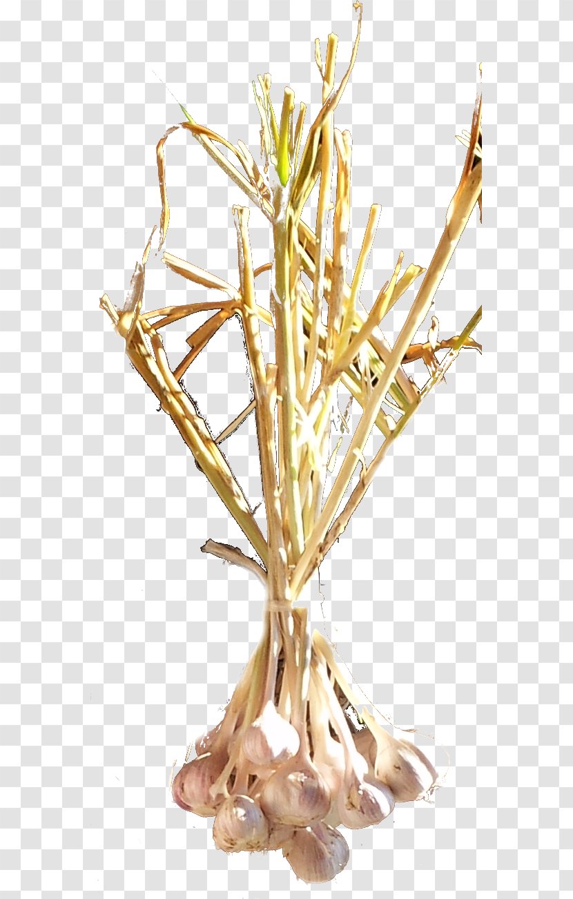 Twig Plant Stem Commodity Grasses - Garlic Images Transparent PNG