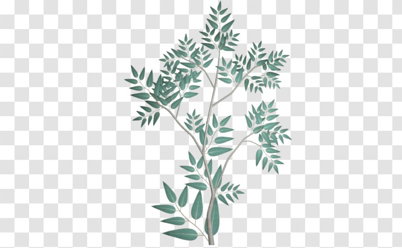 Branch Gum Trees Leaf Phenetics - Systematics - Eucalyptus Transparent PNG