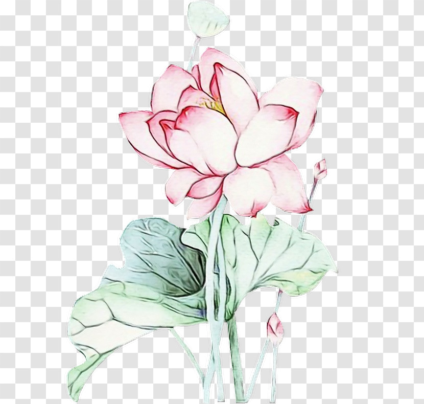 Lotus Transparent PNG