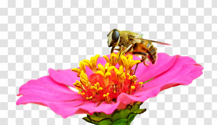 Insect Honey Bee Pollinator Bees Pollen Transparent PNG