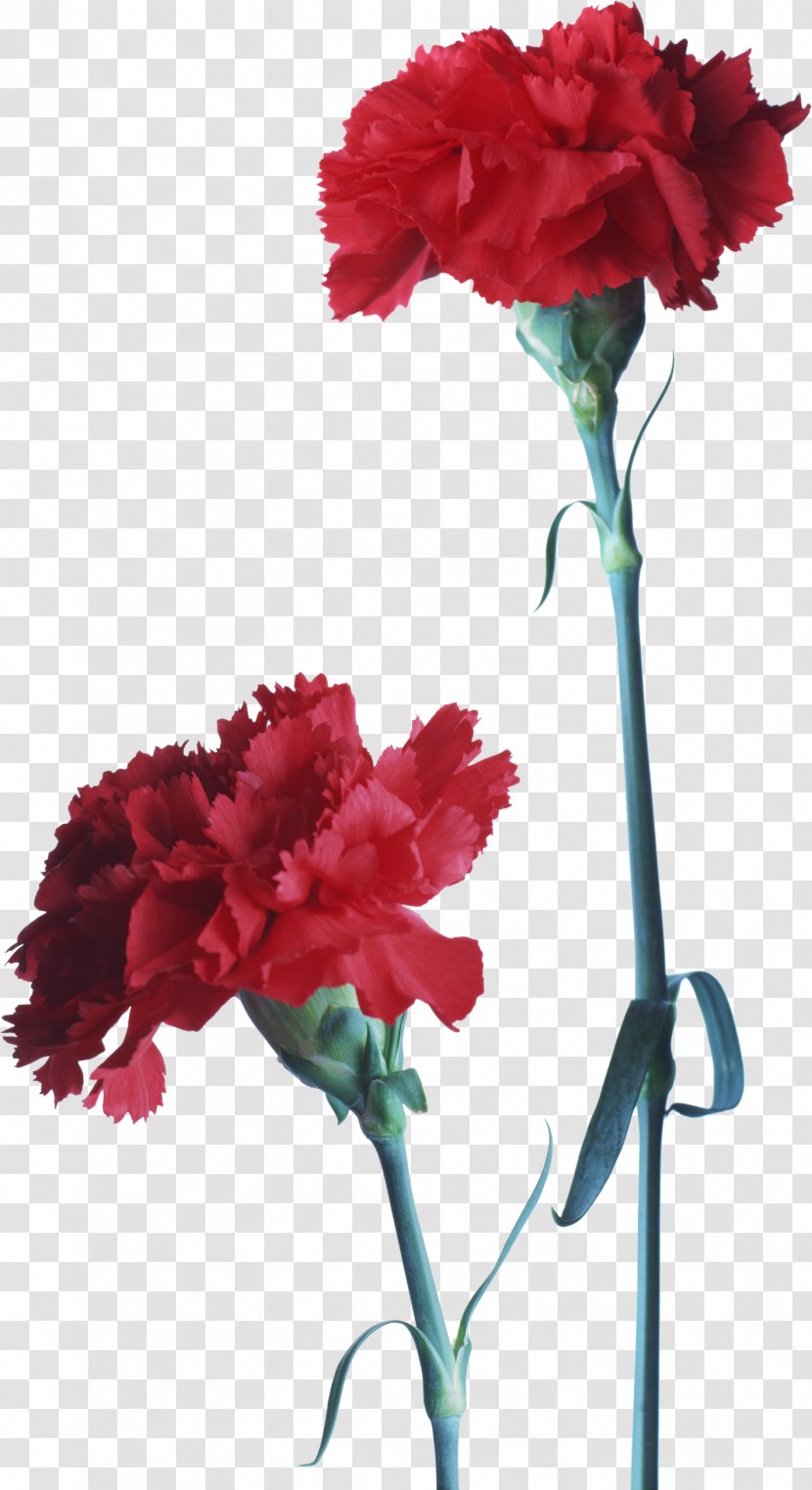 Carnation Flower Red Dianthus - Floristry - Gazania Transparent PNG