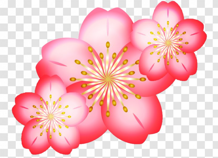 Cherry Blossom Digital Art Clip - Plant Transparent PNG