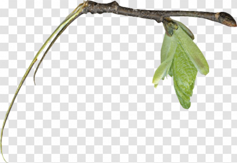 Twig Leaf Root - Leaves Free Download Transparent PNG