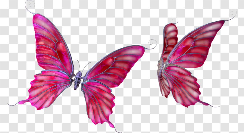 Butterfly Clip Art Image Drawing - Vector Psd Transparent PNG