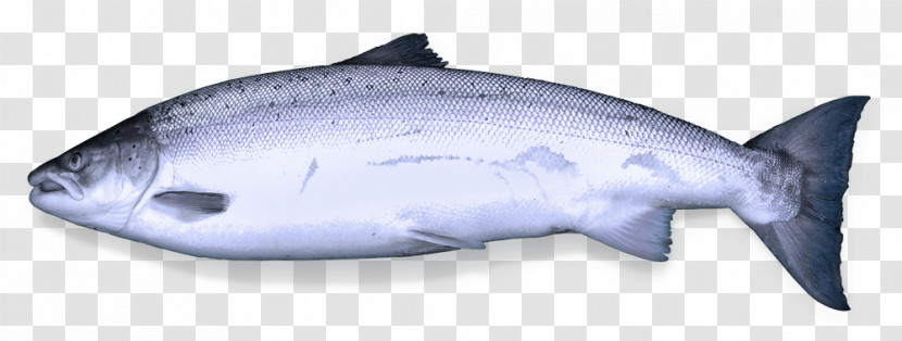 Oily Fish Squaliform Sharks Salmon Requiem Sharks Fish Products Transparent PNG