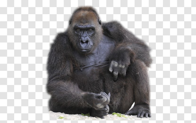 800-pound Gorilla Ape Orangutan Monkey - Clipart Transparent PNG