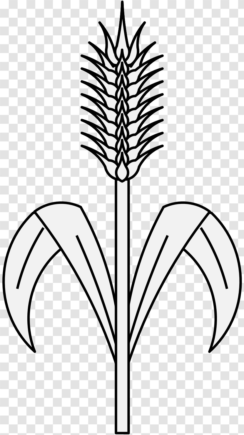 Plant Stem Leaf Grasses Drawing Wheat Transparent PNG