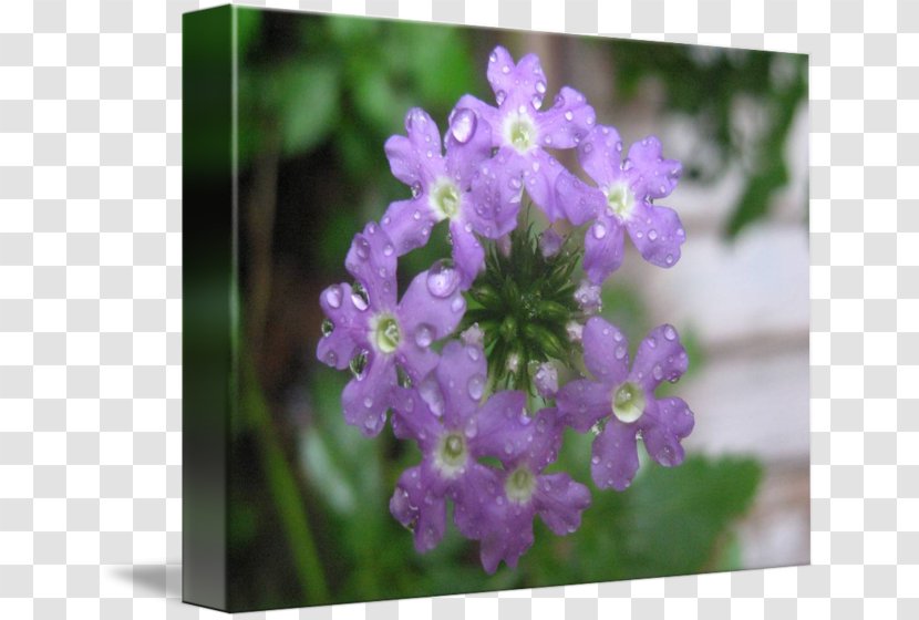 Vervain English Lavender Violet Subshrub - Herb Transparent PNG