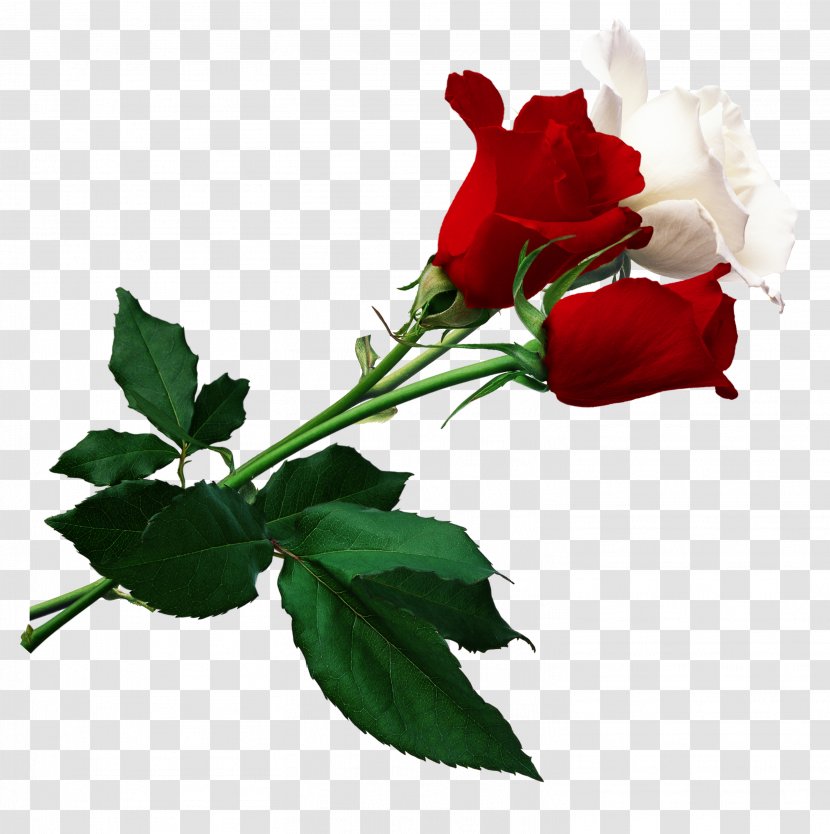 Police And Internal Affairs Servicemens Day Ministry Of Daytime Ansichtkaart Holiday - Flowering Plant - Red Roses White Transparent PNG