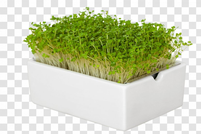 Arugula Mustards Germany Garden Cress Smoothie - Herb - Microgreens Transparent PNG