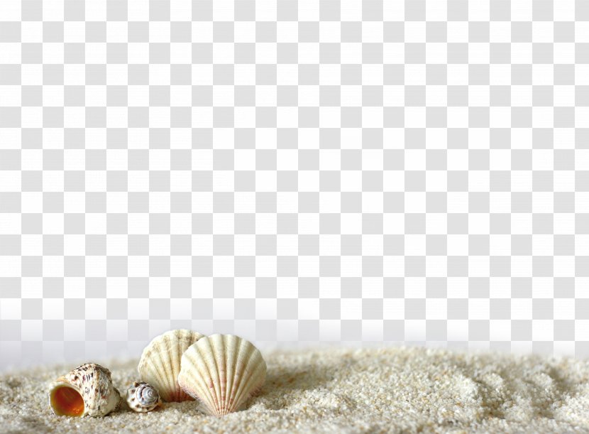 Beach Of La Concha Seashell Sand Light - Shell Transparent PNG