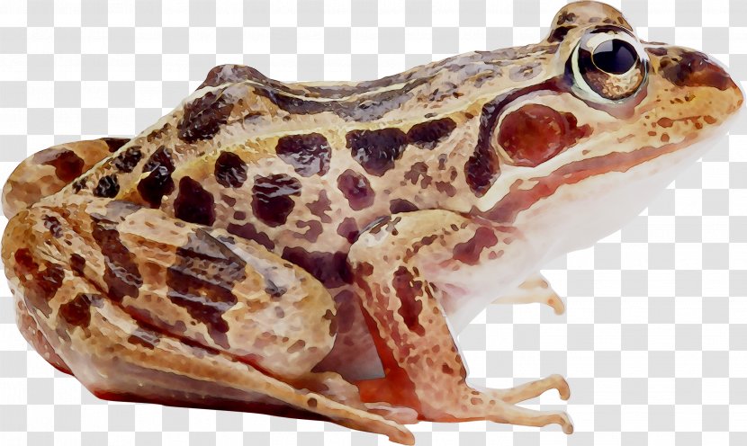 True Frog Toad Amphibians Reptile - African Dwarf Transparent PNG