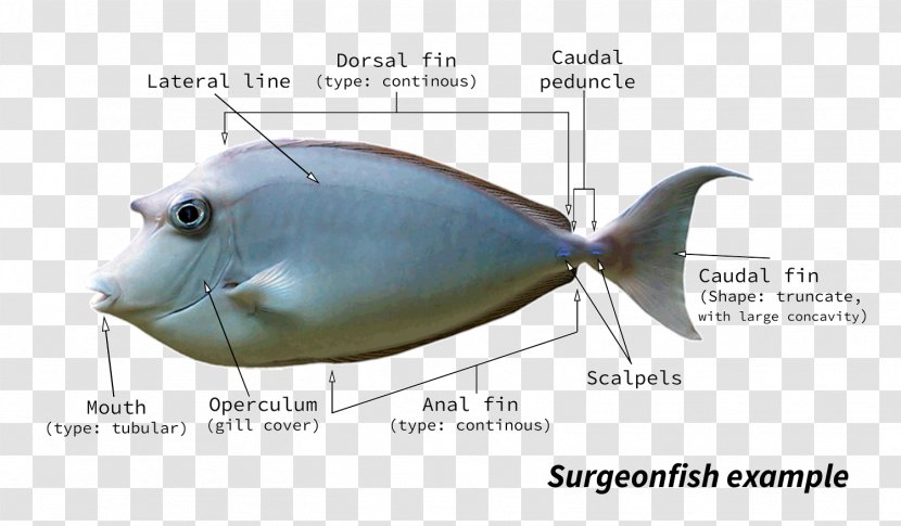 Pufferfish Fugu Fish Anatomy - Herring Transparent PNG