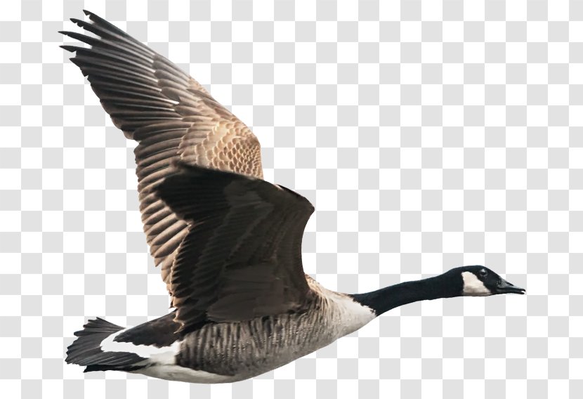 Canada Goose Bird Greylag - V Formation Transparent PNG