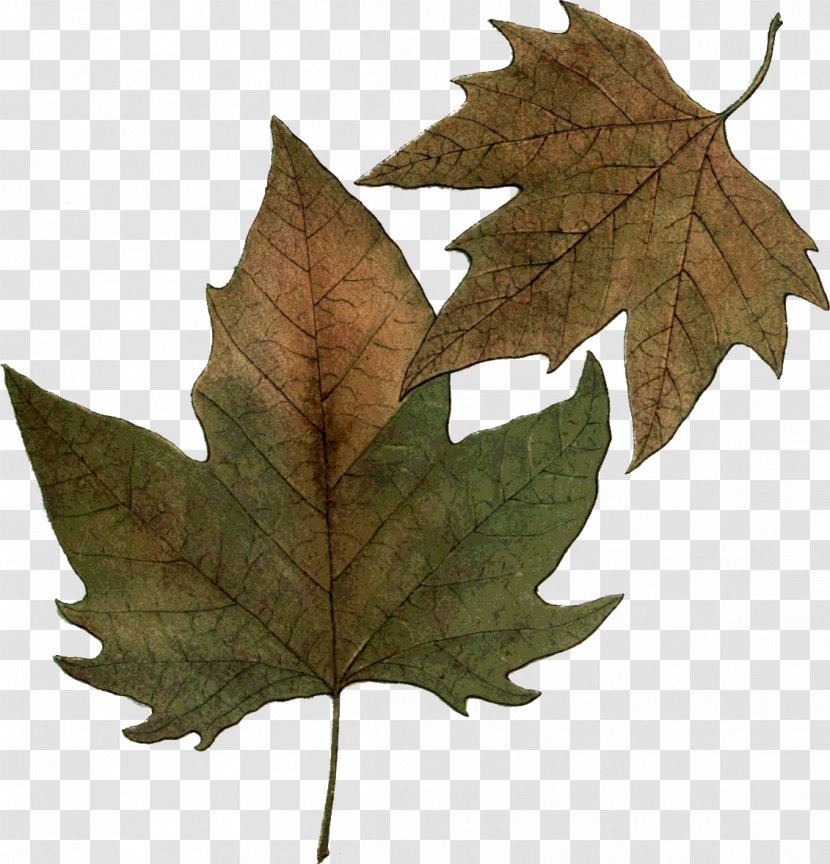 Maple Leaf Carving Art Transparent PNG