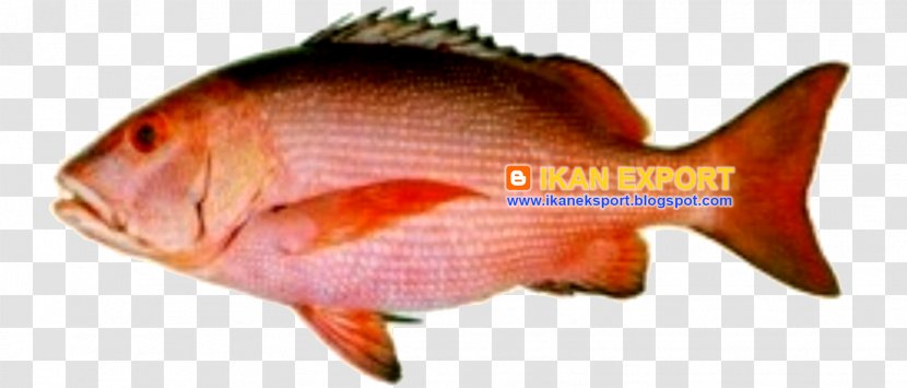 Northern Red Snapper Fish Barramundi Marine Biology Tilapia Transparent PNG