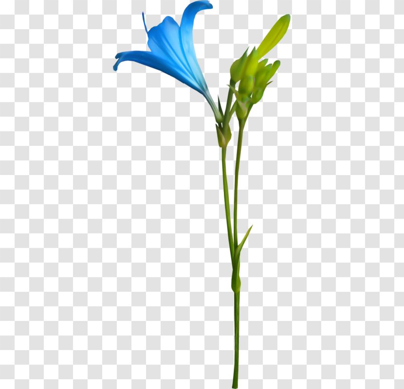 Flower Petal Animation Lilium - Plant Transparent PNG