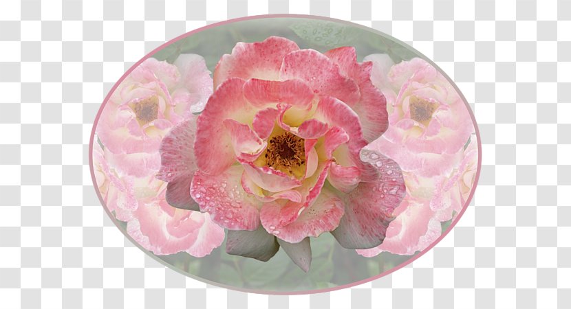 Cabbage Rose Cut Flowers Peony Petal Pink M - Family - Gill Transparent PNG