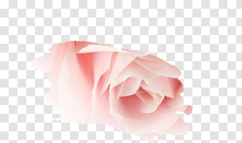 Garden Roses Pink M Petal Close-up - Stay Tuned Transparent PNG