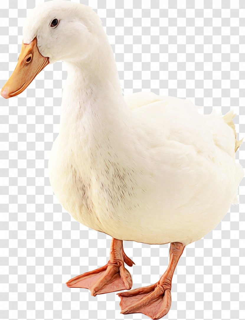 Snow White - Goose - Figurine Animal Figure Transparent PNG