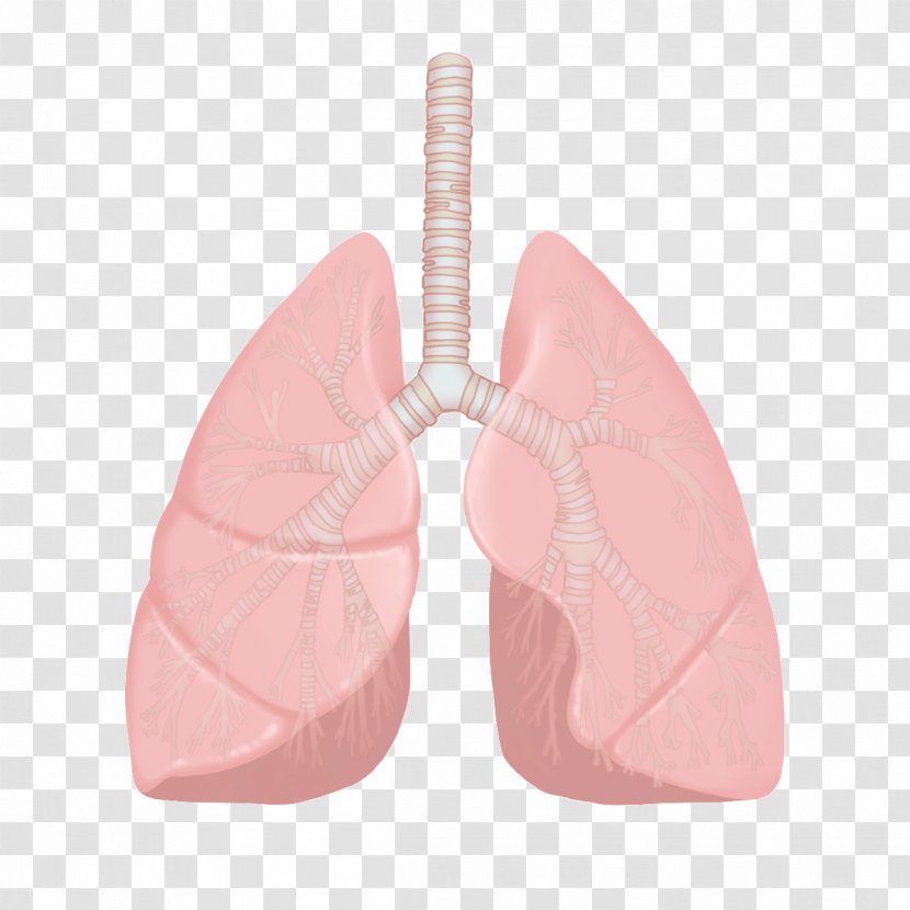 Nursing Nurse Disease Illustration Lung - Frame - Lungs Transparent PNG