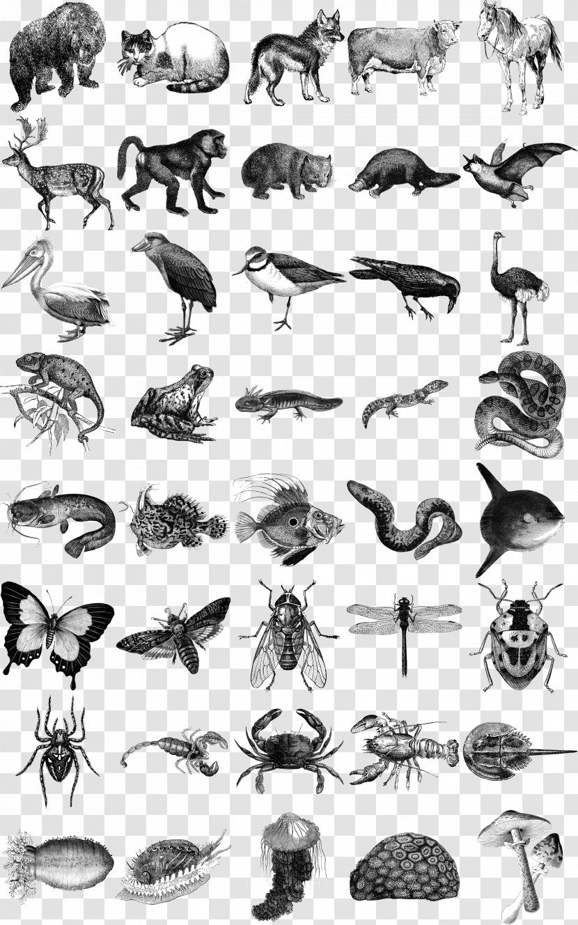 Honey Bee Animals: 1,419 Copyright-Free Illustrations Of Mammals, Birds, Fish, Insects, Etc - Black And White - Sea Cucumber Transparent PNG