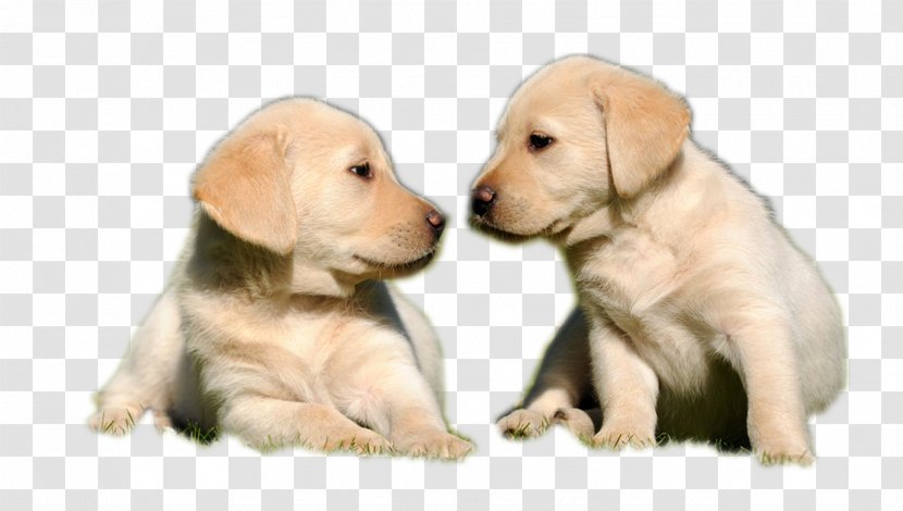 Labrador Retriever Golden Puppy Pet Hunting Dog - Breed - Two Little Brown Transparent PNG