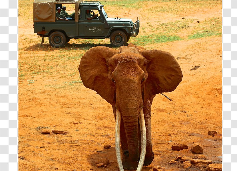 Indian Elephant African The Sanctuary Elephantidae Elephants - Wildlife - Tusk Transparent PNG