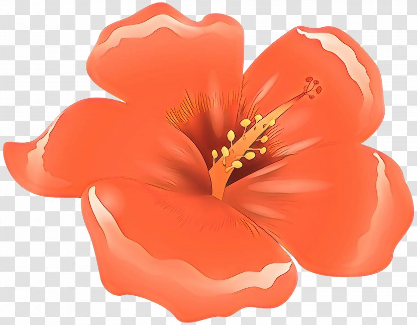 Flowers Background - Mallow Family - Perennial Plant Chinese Hibiscus Transparent PNG