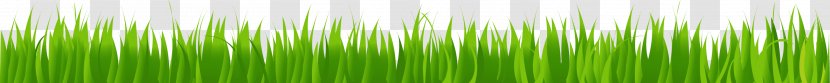 Wheatgrass Green Energy Plant Stem Wallpaper - Grass Transparent PNG