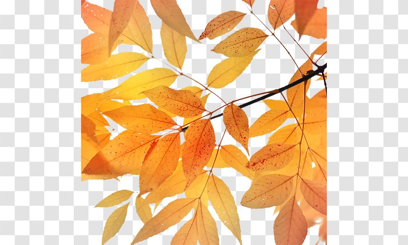 Maple Leaf Autumn Transparent PNG