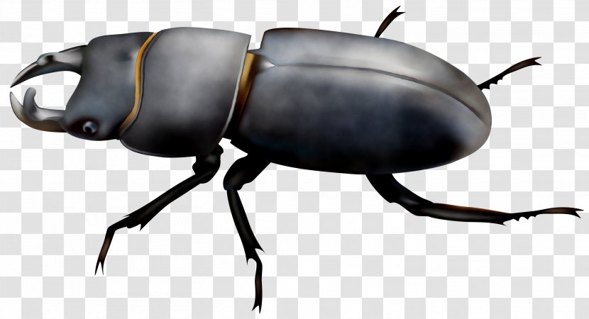 Clip Art Beetle Illustration Image - Ladybird Transparent PNG