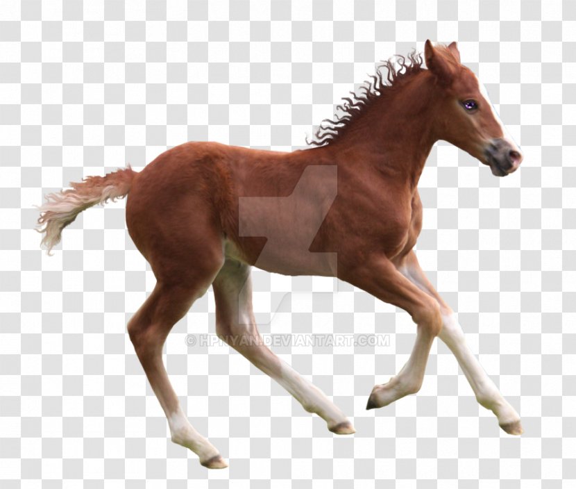 Horse & Hound Equestrian White Collection Transparent PNG