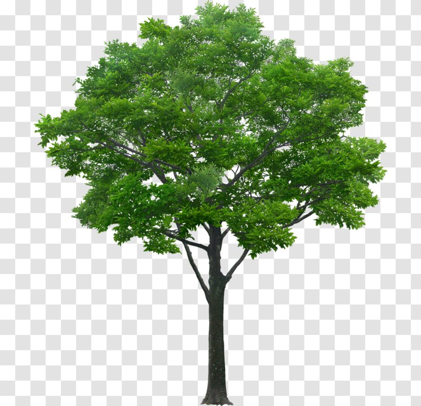 Tree Plant Shrub - Woody - Deciduous Transparent PNG