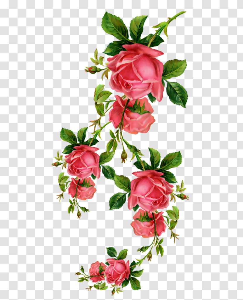Garden Roses Birthday Flower Floral Design Blume - Cut Flowers Transparent PNG