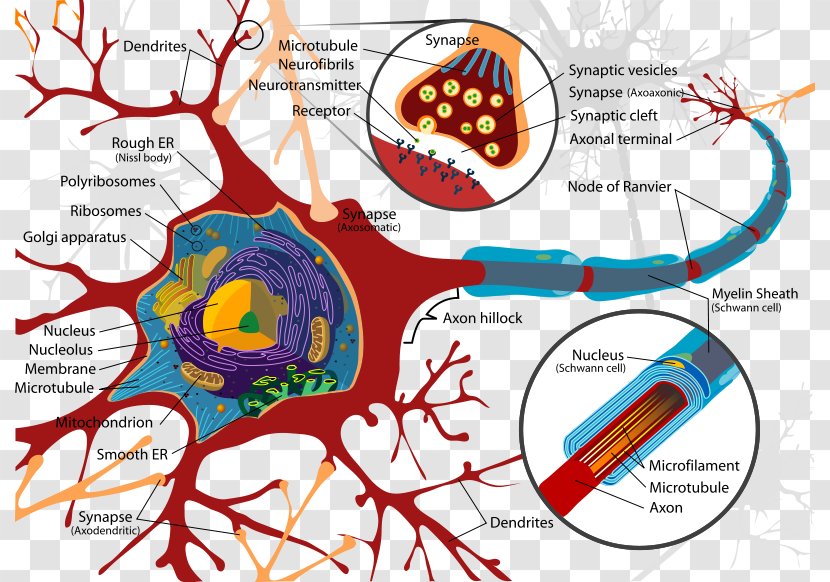 Biological Psychology Biology Neuron Behavioral Neuroscience - Watercolor - Physiology Cliparts Transparent PNG