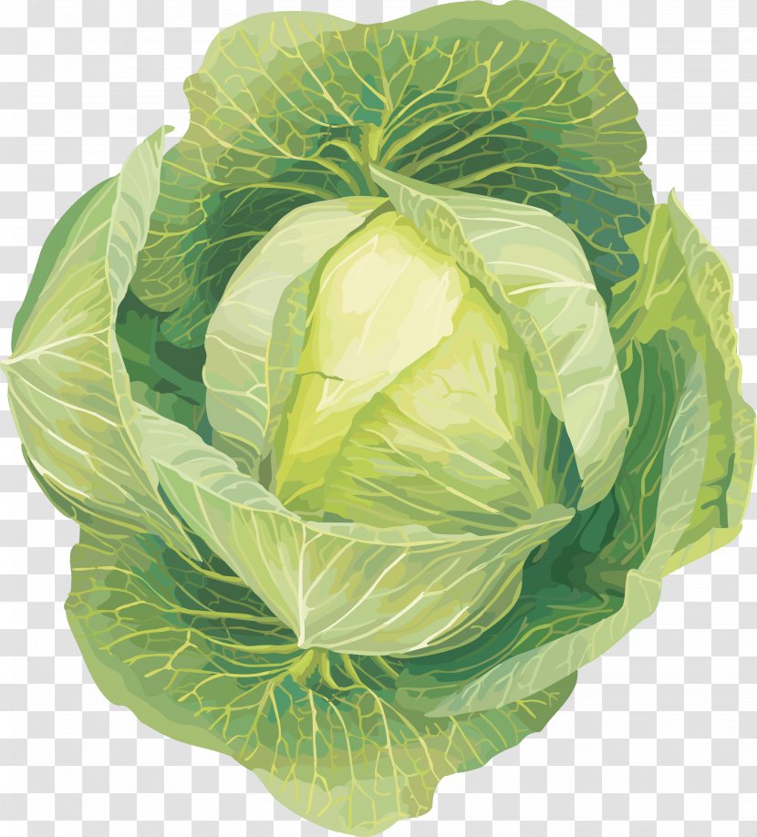 Cabbage Cauliflower Vegetable Kohlrabi Clip Art - Leaf - Image Transparent PNG