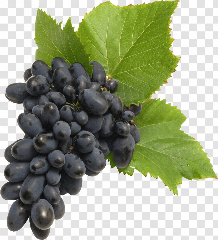 Common Grape Vine - Produce - Image Download Picture Transparent PNG