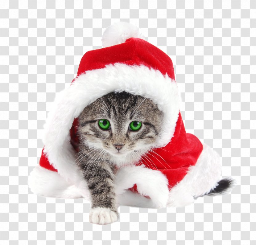 Santa Claus Cat Kitten Christmas Suit - Mammal - Weekend Transparent PNG