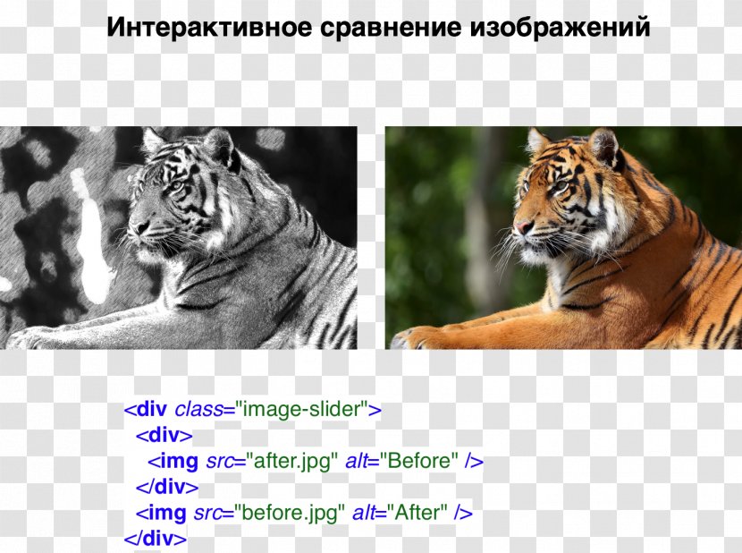 Tiger Cat Habrahabr Whiskers Cascading Style Sheets - Text Area Transparent PNG