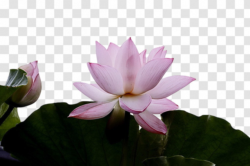 Sacred Lotus Nelumbonaceae Petal Flora Flower Transparent PNG