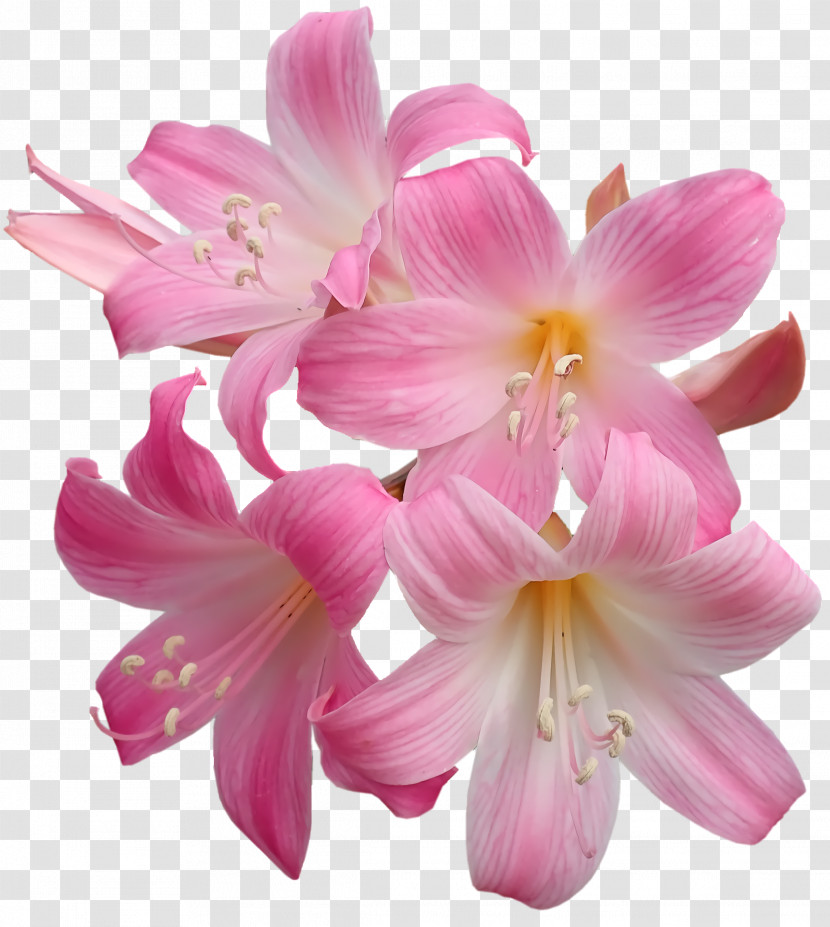 Amaryllis Cut Flowers Jersey Lily Moth Orchids Petal Transparent PNG