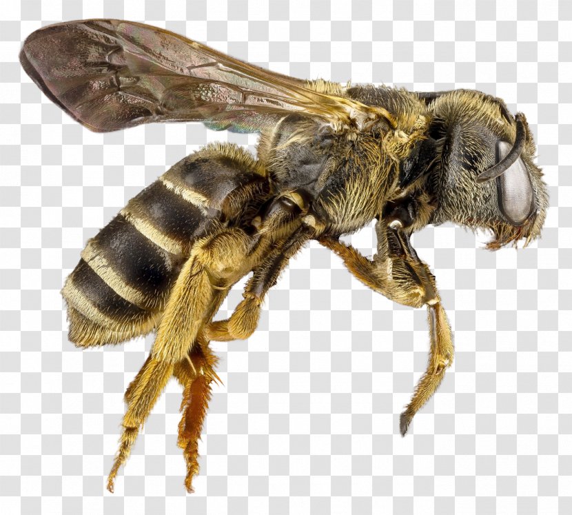 Honey Bee Hornet - Membrane Winged Insect Transparent PNG